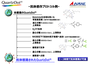 Quartz Dot／抗体感作プロトコル例
